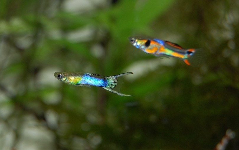 two guppies in tank