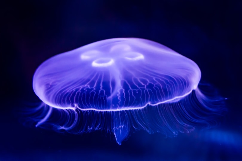 Moon Jellyfish close up