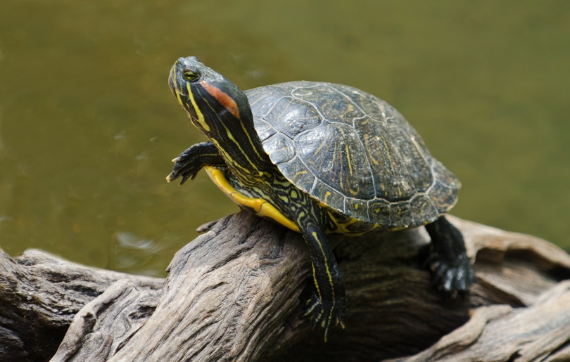 8 Best Tank Mates for Red-Eared Slider Turtles (Compatibility Guide 2022) | It's A Fish Thing